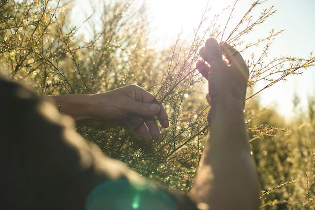 Kānuka, Australian Tea Tree, and Mānuka Oil - What are the Differences?